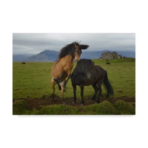 Izidor Gasperlin 'Two Wild Horses' Canvas Art, 30x47, Trademark Fine Art, Mfr#: 1X05162-C3047GG